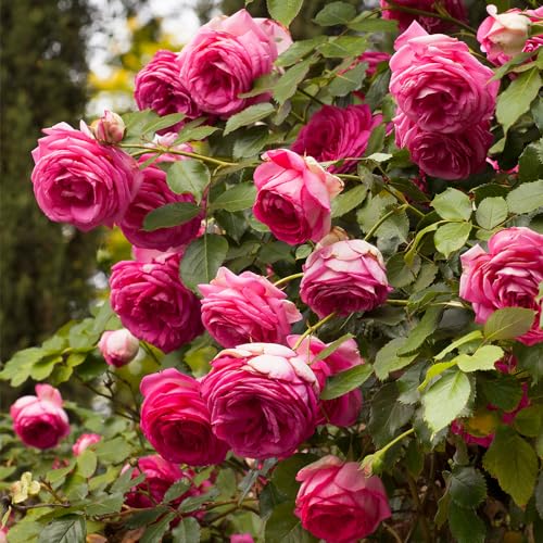 Heirloom Roses Climbing Rose - Pretty in Pink Eden Climber®, Rose Bushes Ready to Plant