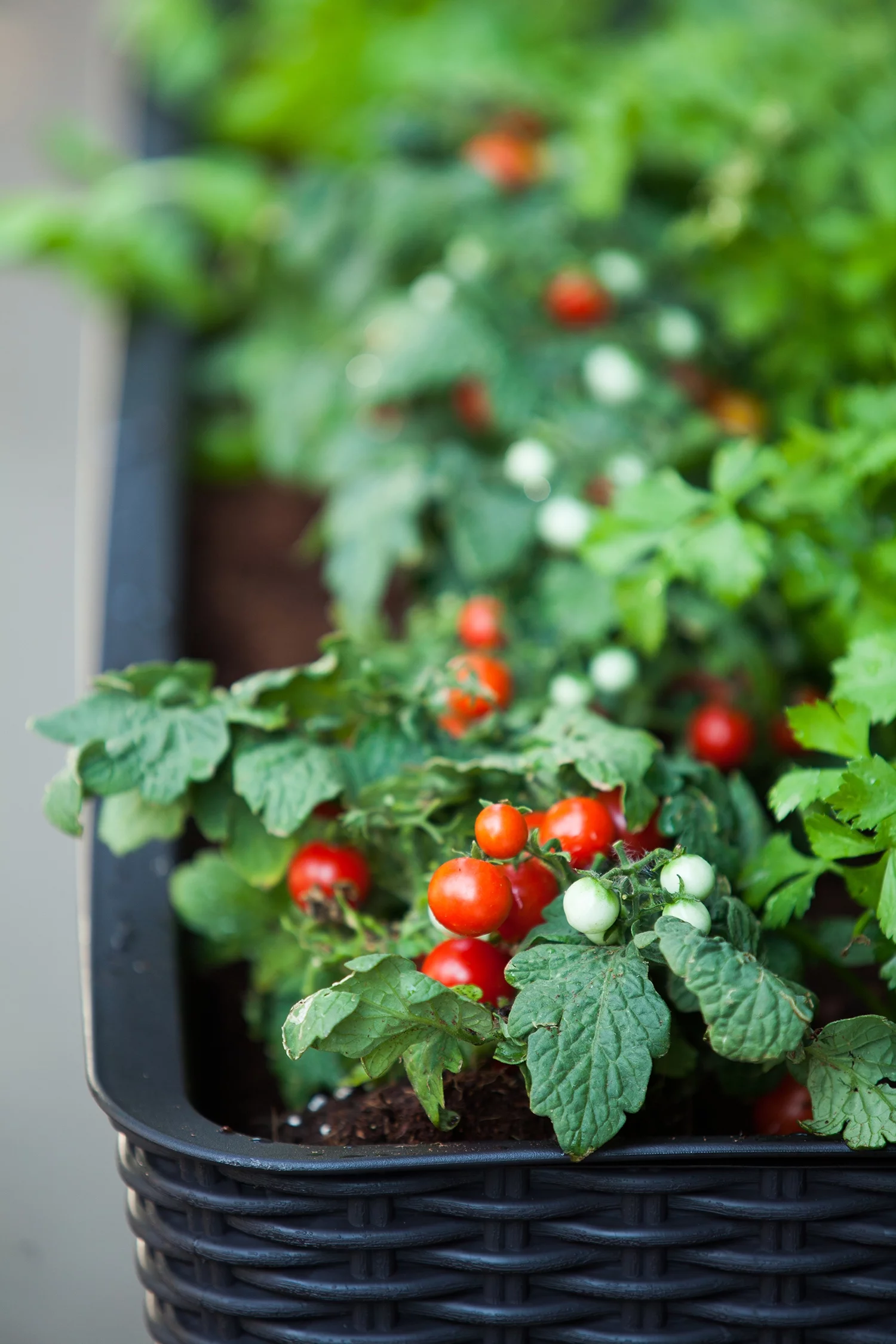 Keter Easy Grow Elevated Garden Bed, Anthracite