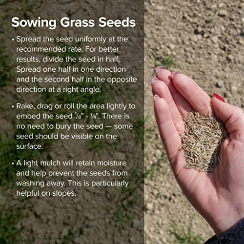 Blue Seal Evergreen Grass Seed - Complete Sun and Shade Mix, Fine-Textured Lawn, Thickens Rapidly, Fast Growing Lawn Seed - 25 lb Bag