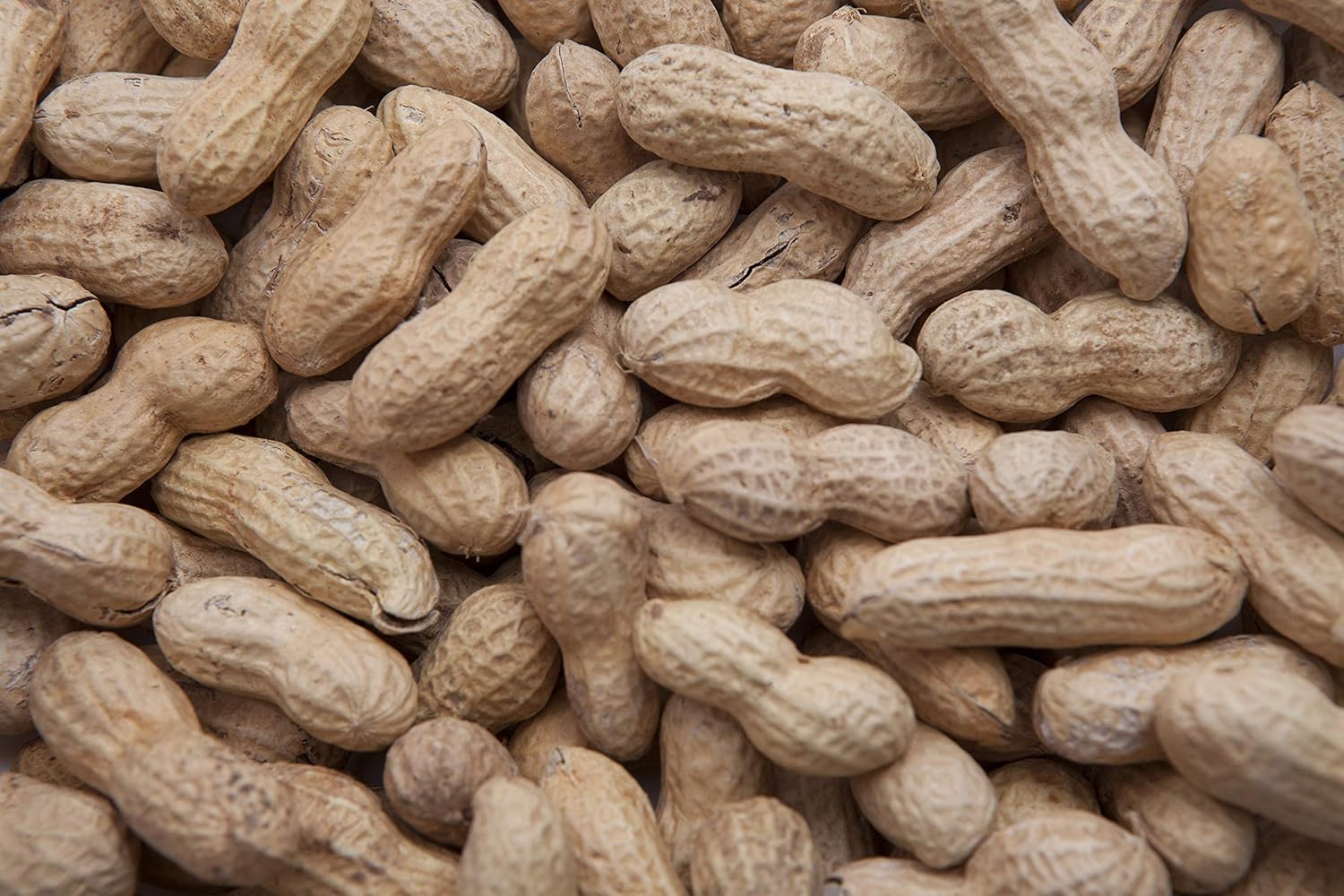 in-Shell Peanuts All Natural Wild Bird Food 15 lbs