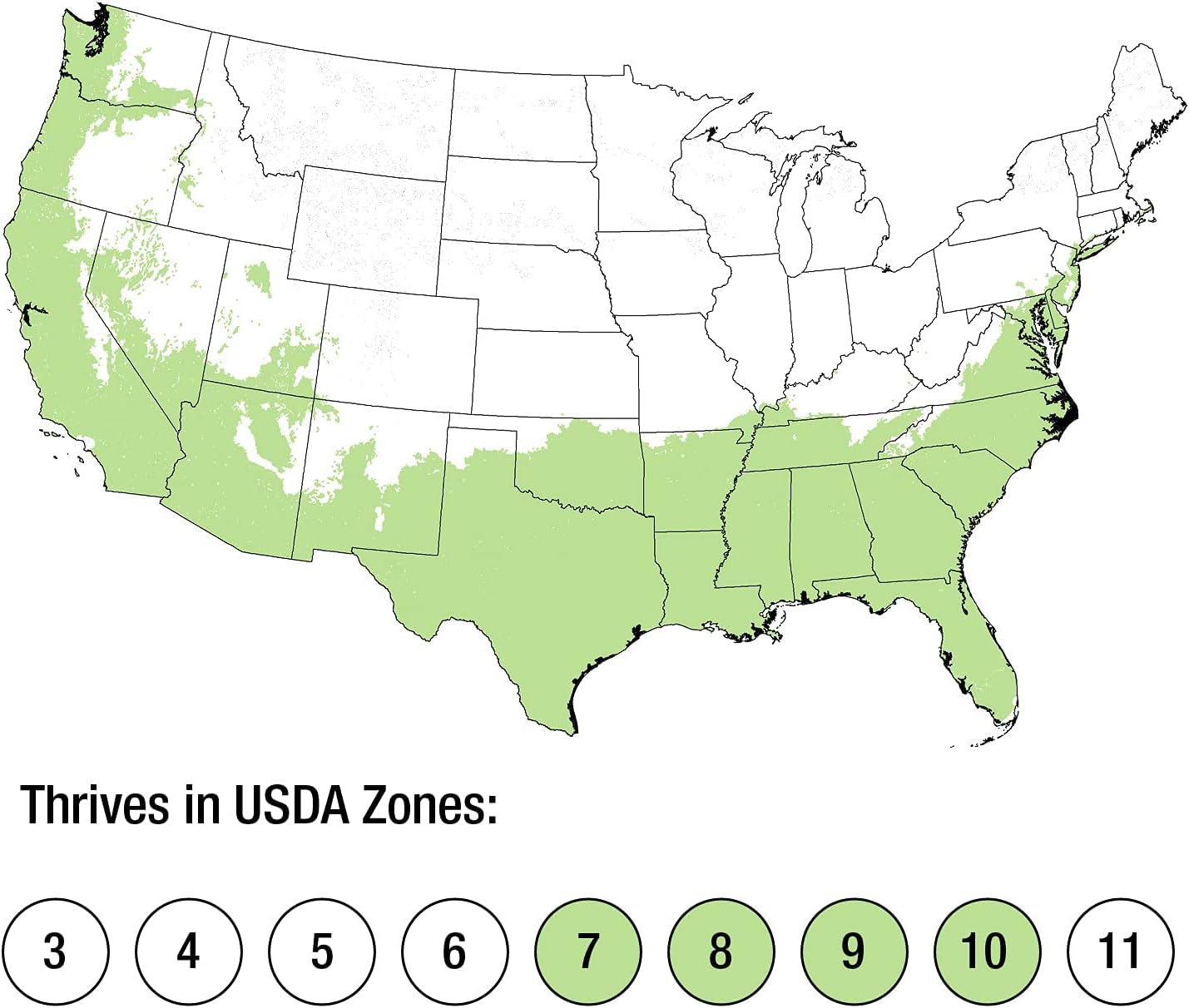 Southern Living Plant Collection 2.5 Quart - Diamond Spire Gardenia, White