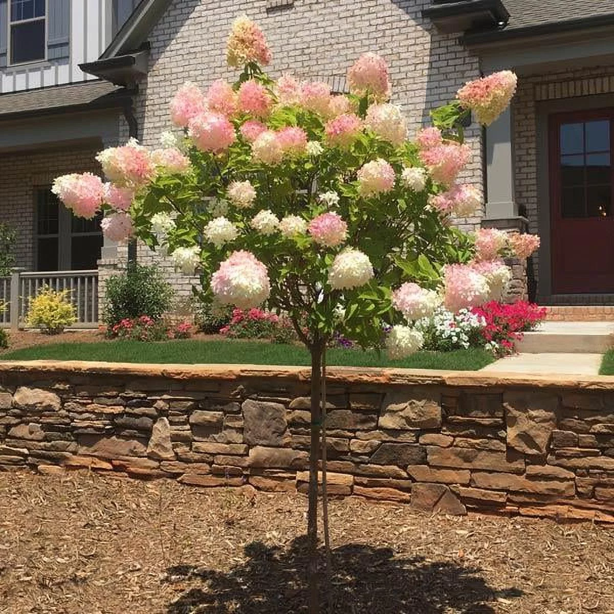 Vanilla Strawberry Hydrangea Tree