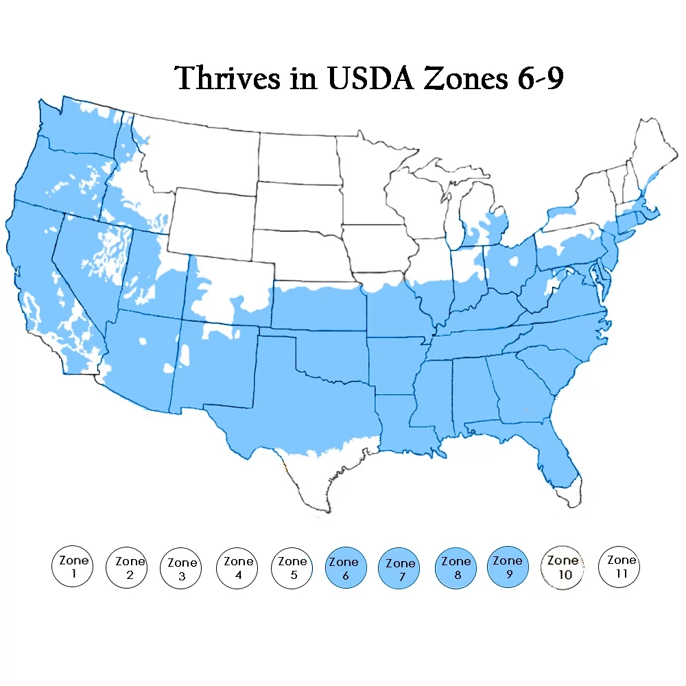 Leyland Cypress Live Shrub (7 Gallon)