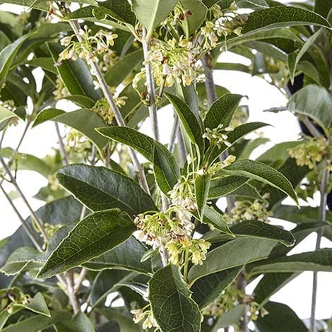Fragrant Tea Olive Shrub | 2 Extra Large 3 Gallon Plants | Osmanthus Fragrans Blooming Specimen