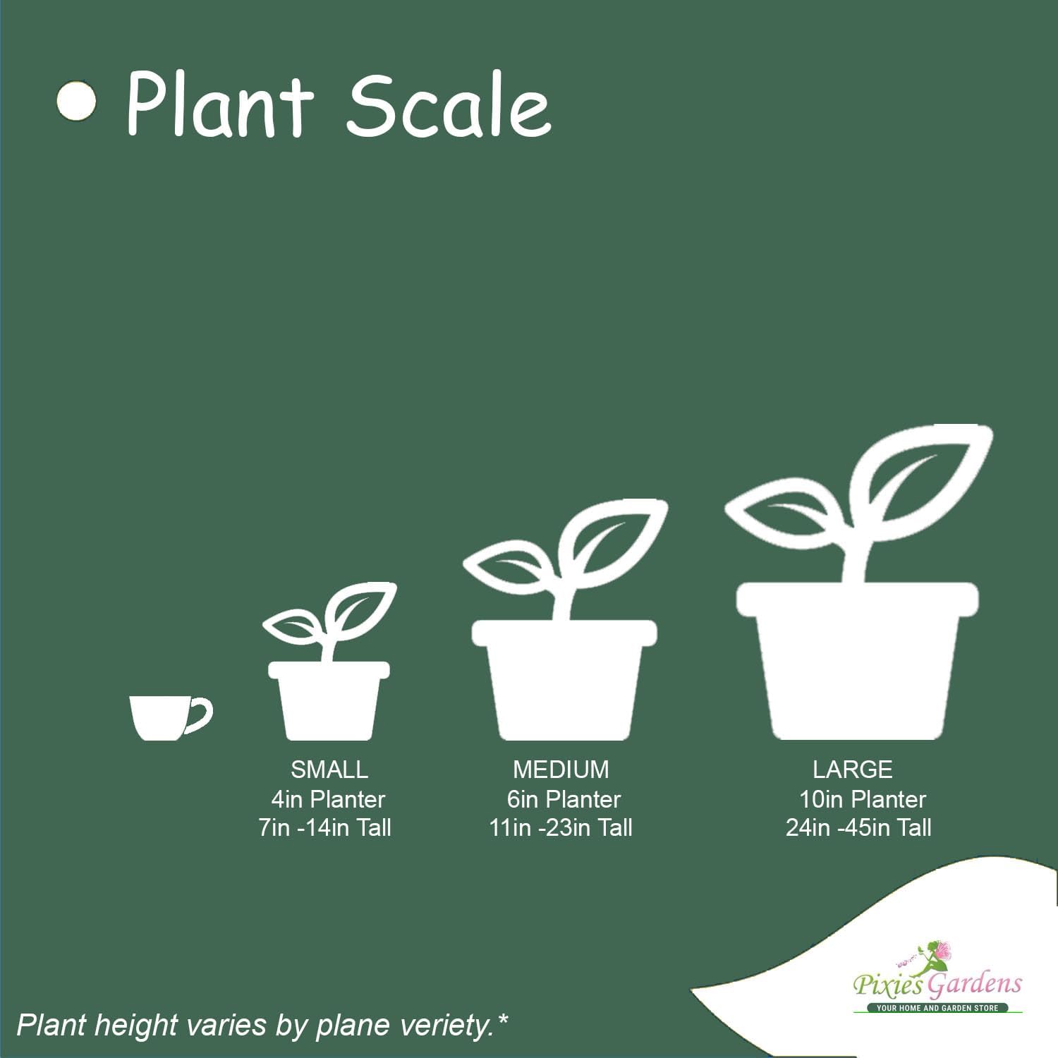 Pixies Gardens Nandina Firepower 2 Gallon