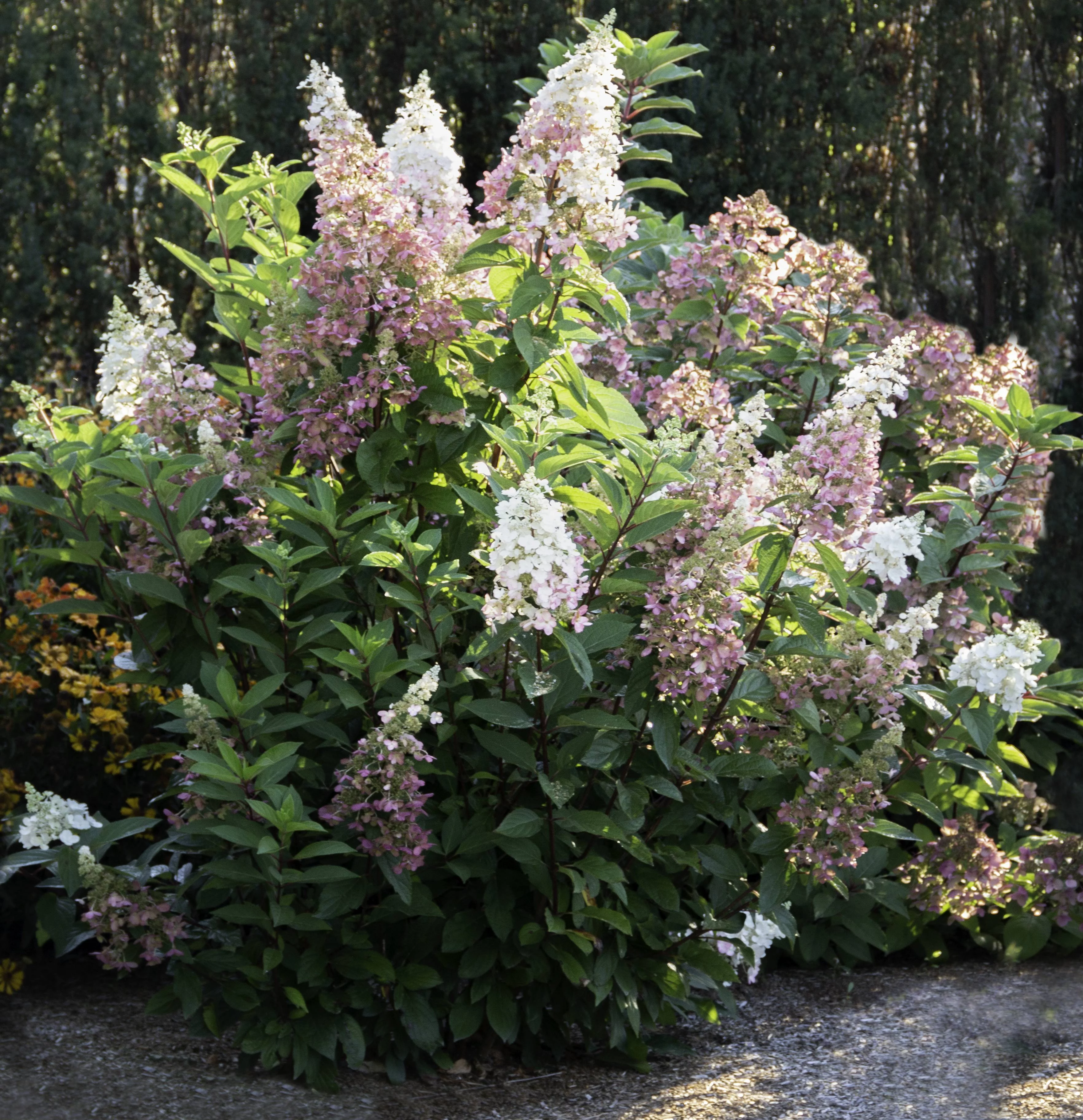 Jumbo Pint Candelabra Hardy Hydrangea (Paniculata) Live Shrub, Creamy White and Red Flowers