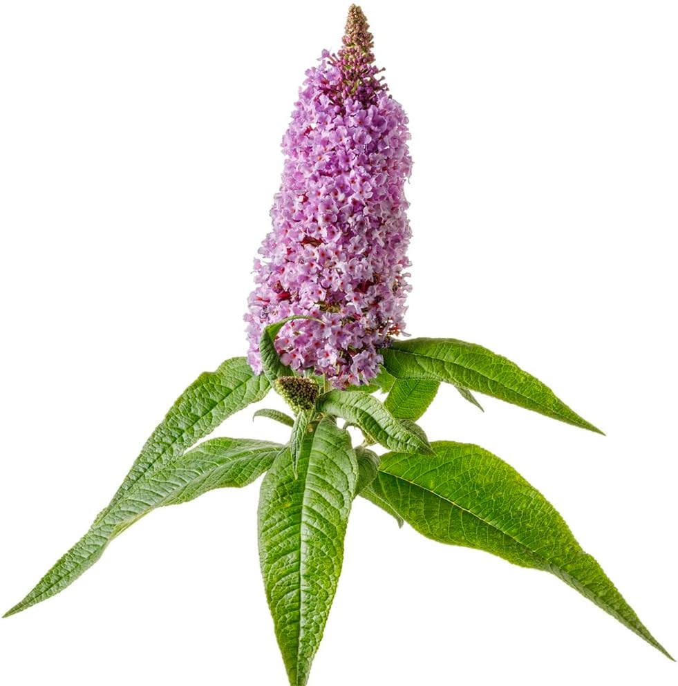 Blooming & Beautiful - Pugster Amethyst Butterfly Bush - 3 gal - Proven Winners - Deciduous Shrub - Light Purple-Amethyst Cone Flowers - Zones 5-9 - Buddleia x ‘SMNBDL’ PP30236-3 Gallon Pot