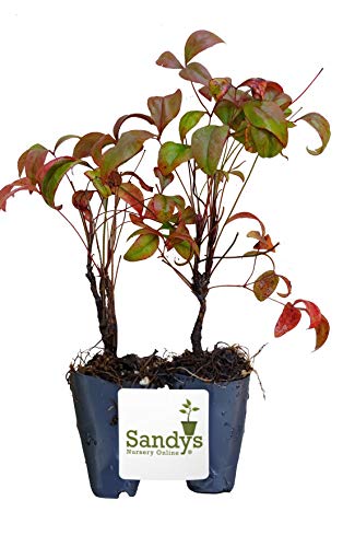 Nandina Dwarf Firepower domestica, Starter Plant, Lot of 2