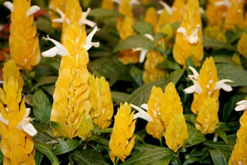 2 Live Golden Shrimp Plants, 3 to 6 Inc Long, Shrimp Plants Live, Shrimp Plant Pot, Shrimp Flower Plants Live Plant, 2 Plants No Pot
