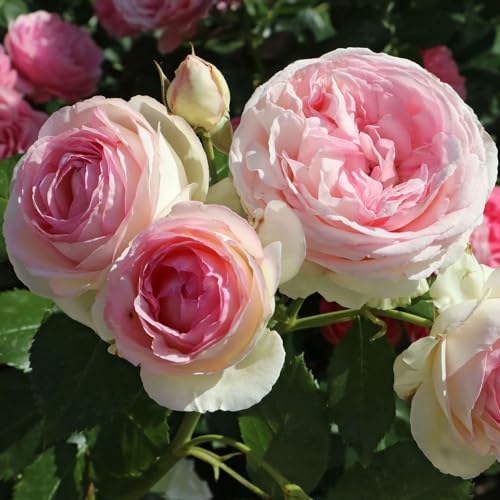Eden Climbing Rose, 1.5 Gal Potted Live Plant, Reblooming Pink Flowers, Own Root, 12 ft Climber, Zones 5-9, Stargazer Perennials
