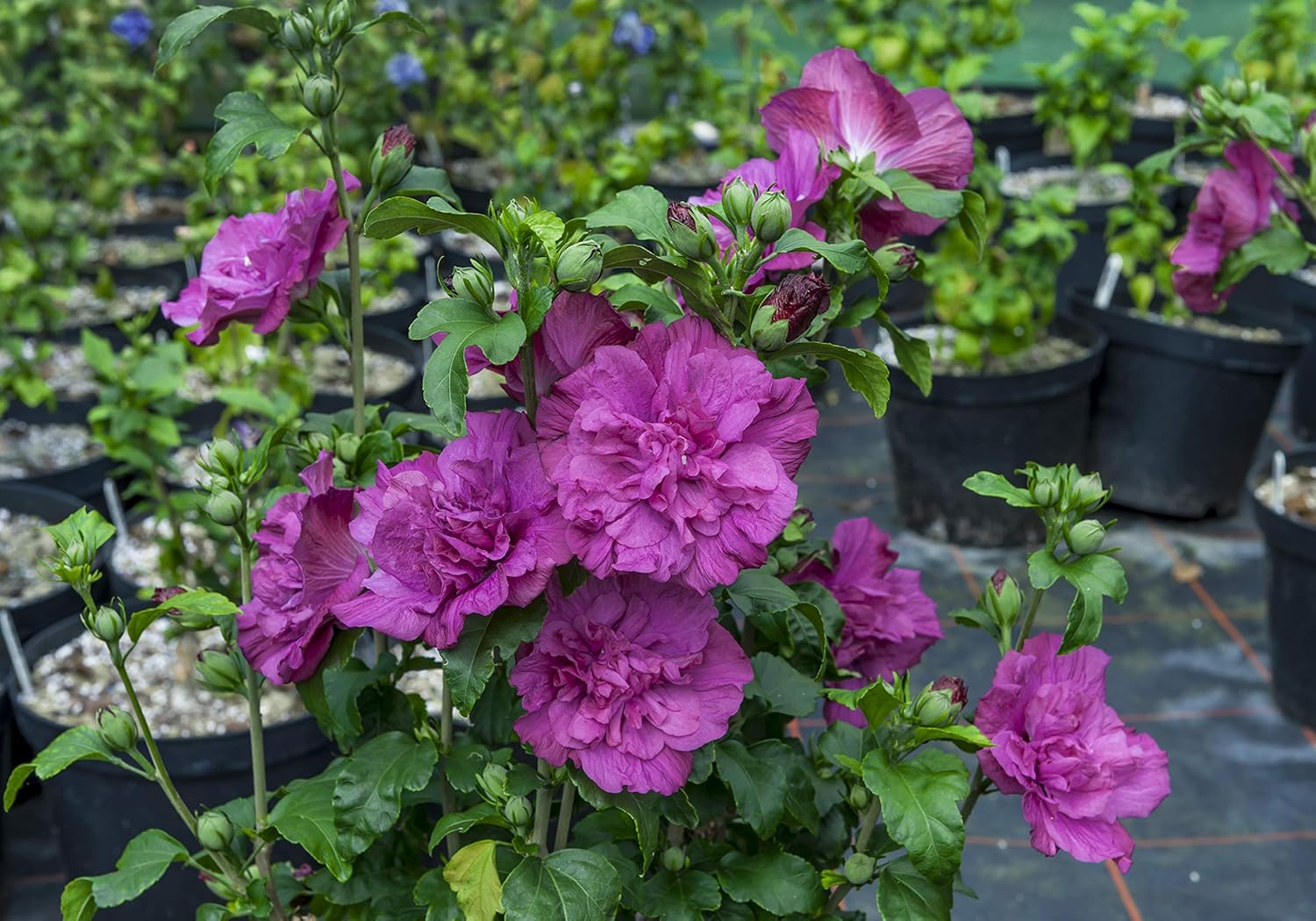 4.5 in. Quart Magenta Chiffon Rose of Sharon (Hibiscus) Live Plant, Purple Flowers