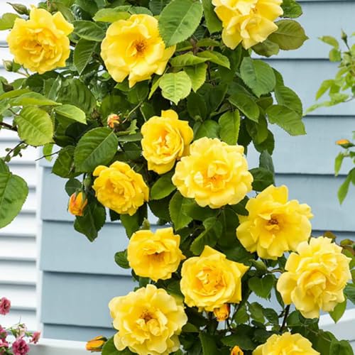 Golden Yellow Climbing Rose Live Plant Bare Root, Live Rose Bushes Ready to Plant Outdoor, 7-12 Inc Tall, Well Rooted, Cold Hardy