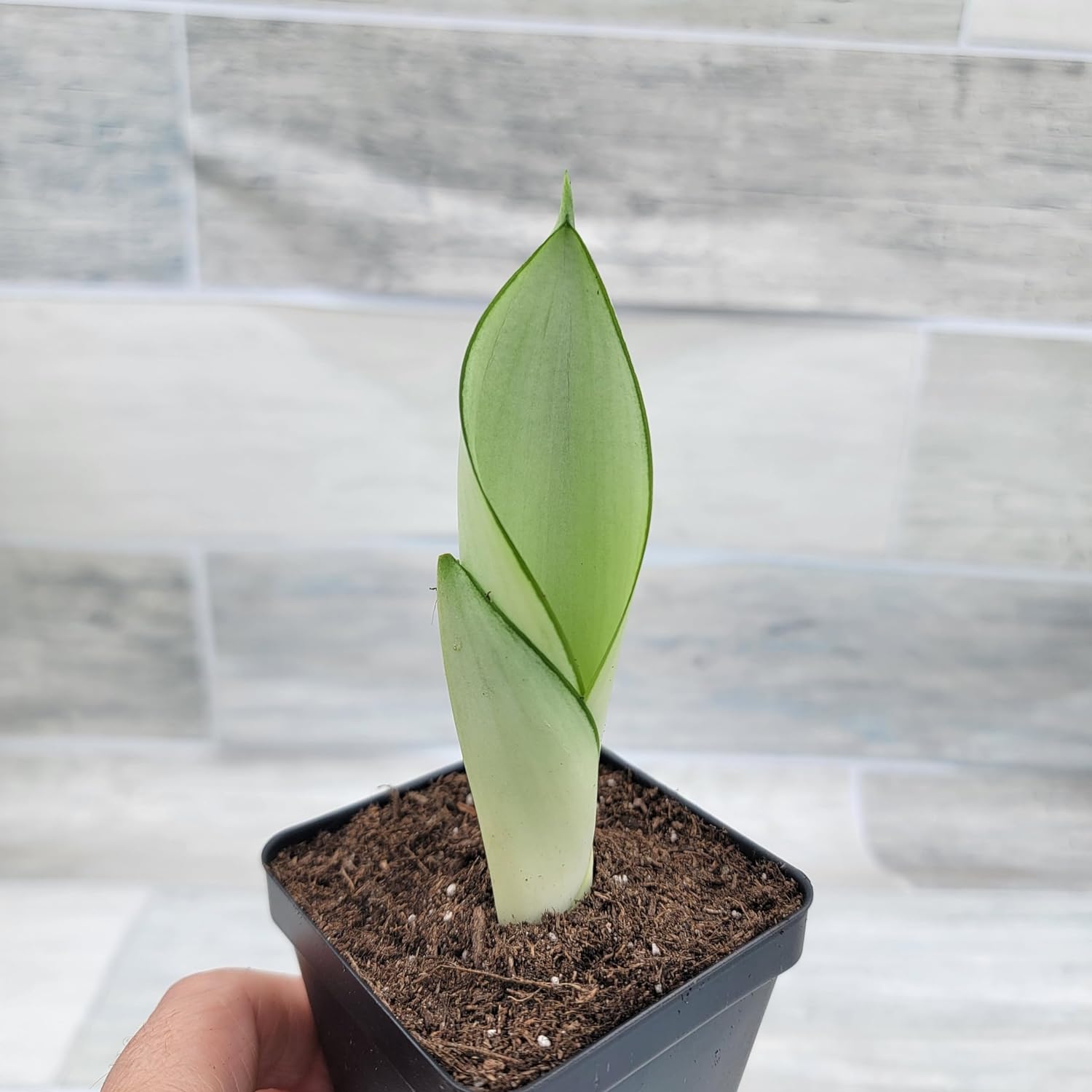 Moonshine Sansevieria 3 inch Pot Air Purifying Snake Live House Plant