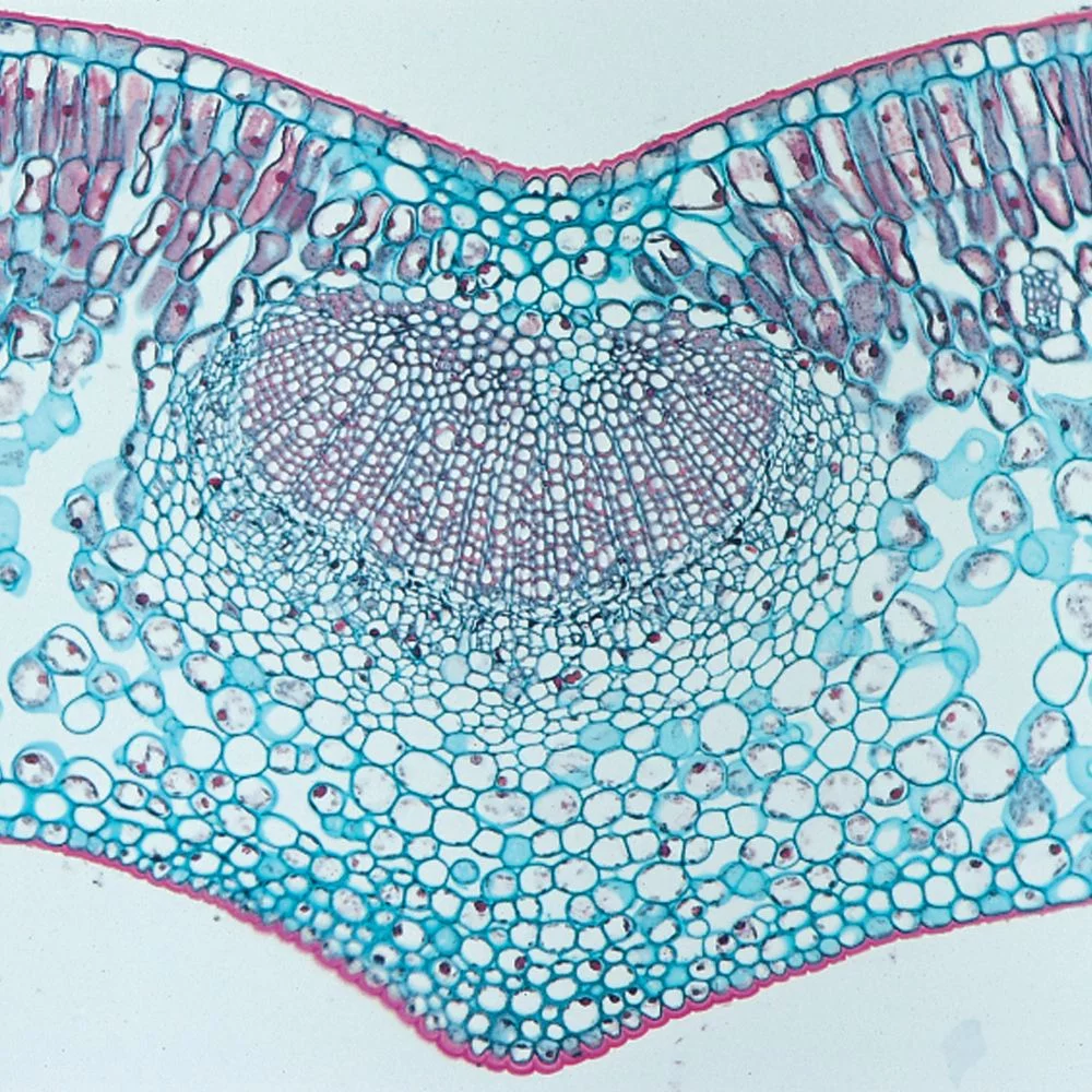 Beginner's Biology Microscope Slide Set