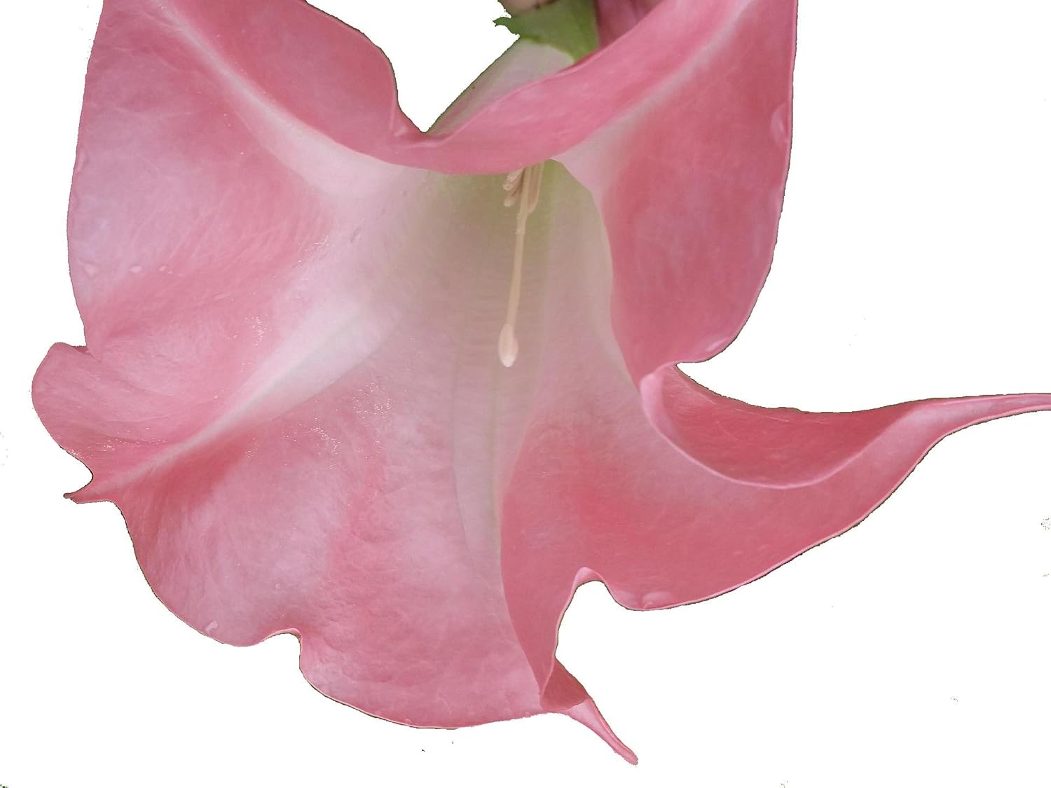 Butterfly Pink Brugmansia Angels Trumpet Live Tropical Plant Coral Pink Fragrant Flower Starter Size 4 Inch Pot Emeralds TM