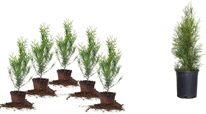 PERFECT PLANTS Thuja Green Giant 5-Pack Privacy Evergreen Arborvitae + Emerald Green Arborvitae Large Evergreen Shrub/Tree