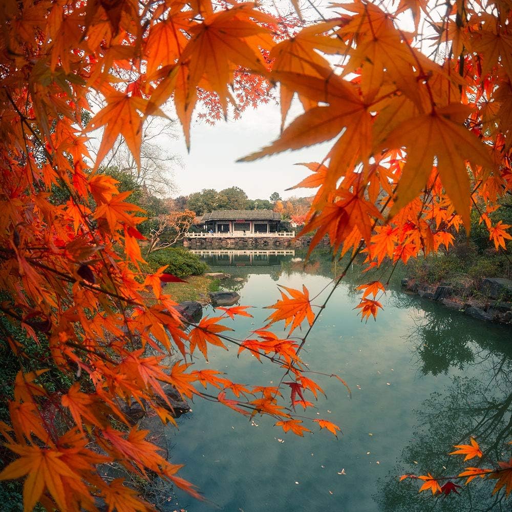 7artisans 7.5mm F2.8 II V2.0 Fisheye Lens with 190° Angle of View, Compatible with Olympus and Panasonic MFT M4/3 Mount Cameras