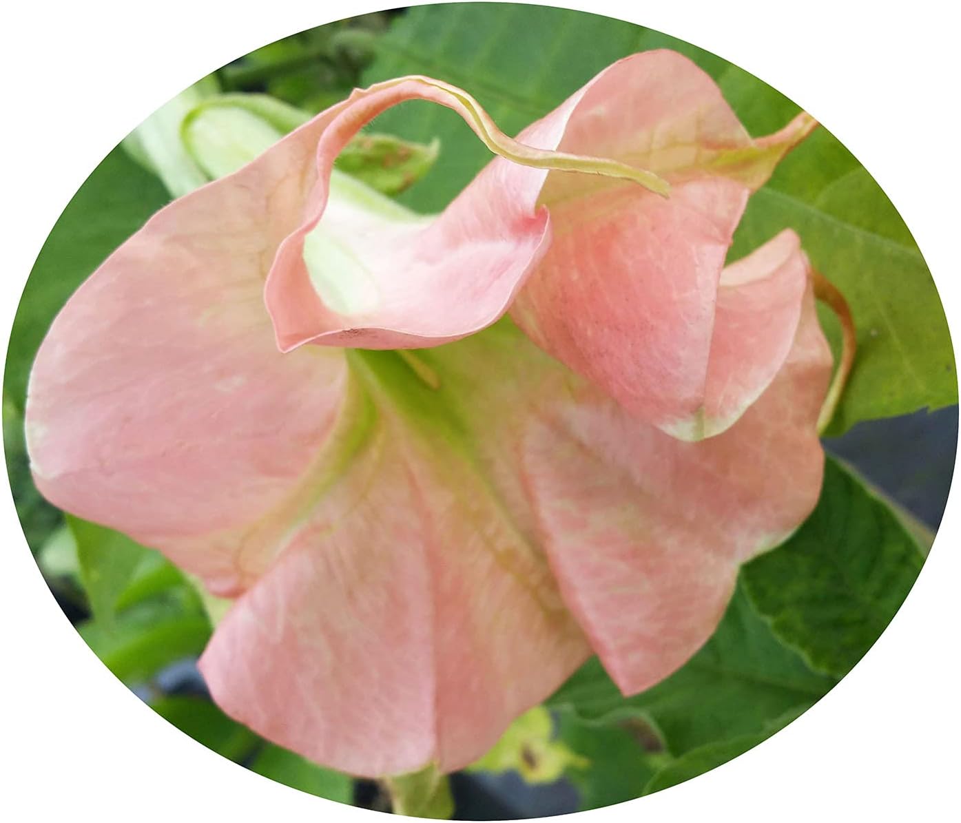 Brugmansia Full ROSEA Magic Angels Trumpet Live Tropical Plant Double Pink Fragrant Flowers Starter Size 4 Inch Pot Emerald R