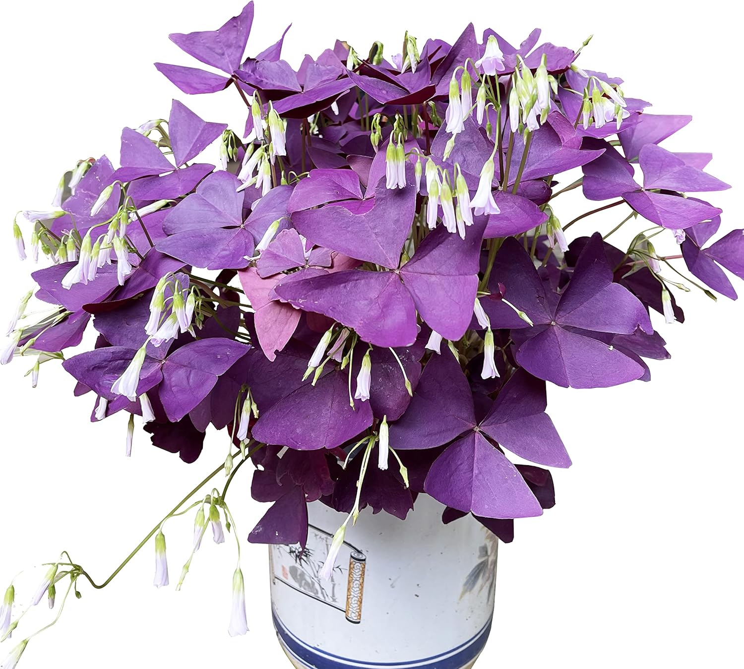 Oxalis Triangularis 10 Bulbs - Purple Shamrocks Lucky Lovely Flowers Bulbs Grows Indoor or Outdoor