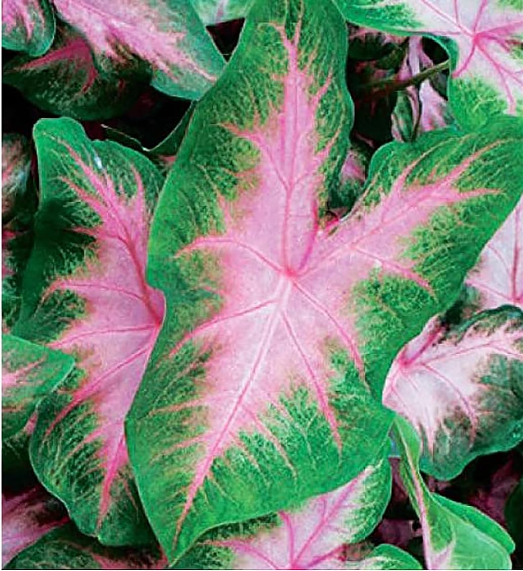Kathleen Caladium - Large Size Root - Zones 9-11