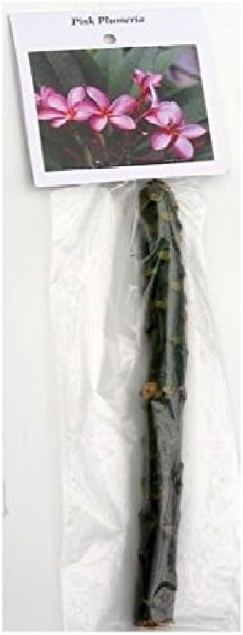 Hawaiian Rare Plumeria Frangipani Plant Planta Cuttings Red, White, Yellow, Pink - 10 Inch - Discount Hawaiian Gifts LQ4 (Pink)