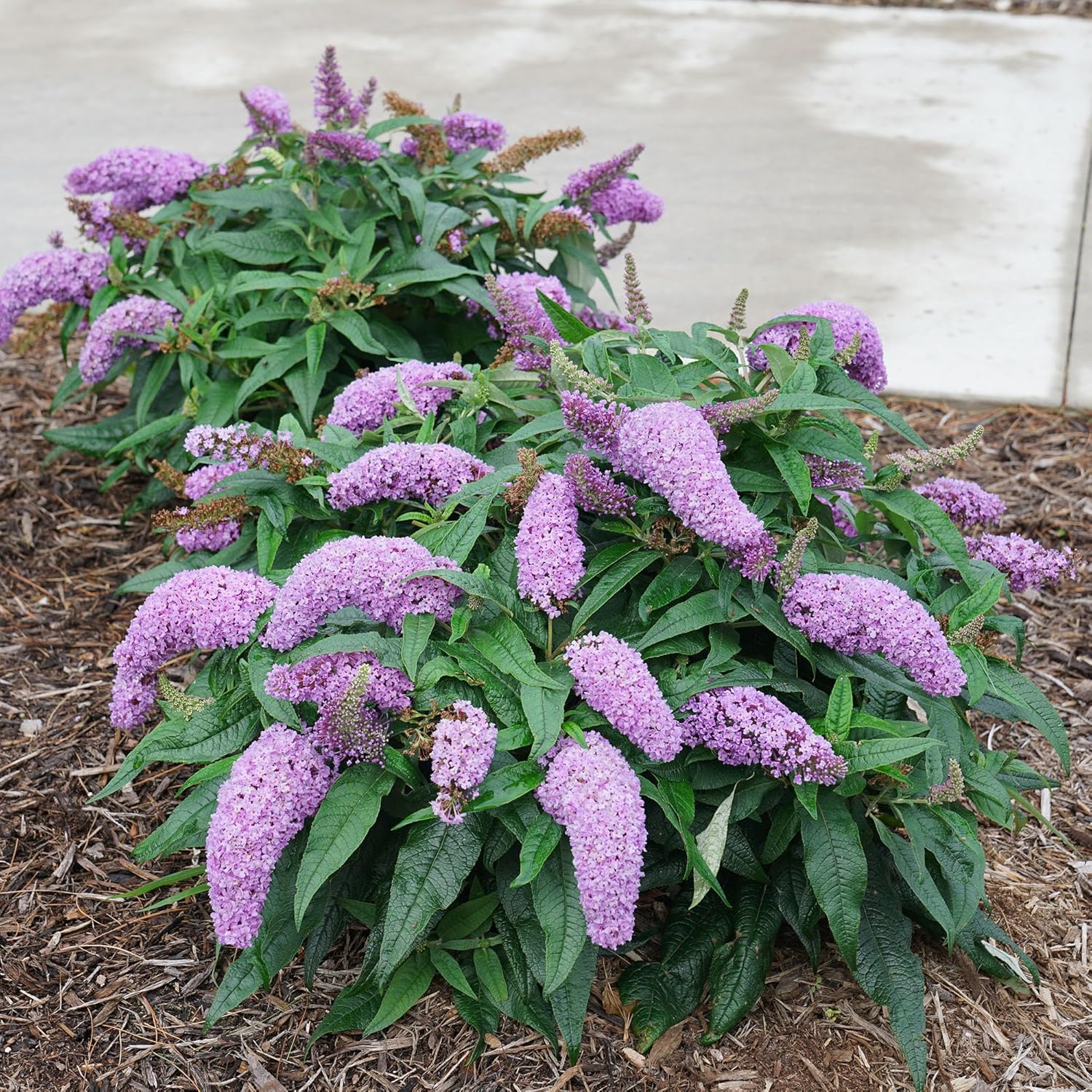 Pugster Amethyst 2 Gal. Buddleia, Purple Blooms