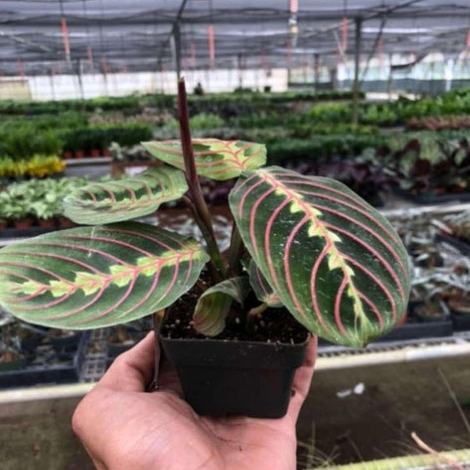 Maranta Red Prayer Live Plant for Indoor | Different Houseplants in 3'' Pot | Real House Plant Decor for Living Room, Office, Desk & Bathroom | Prayer Plant