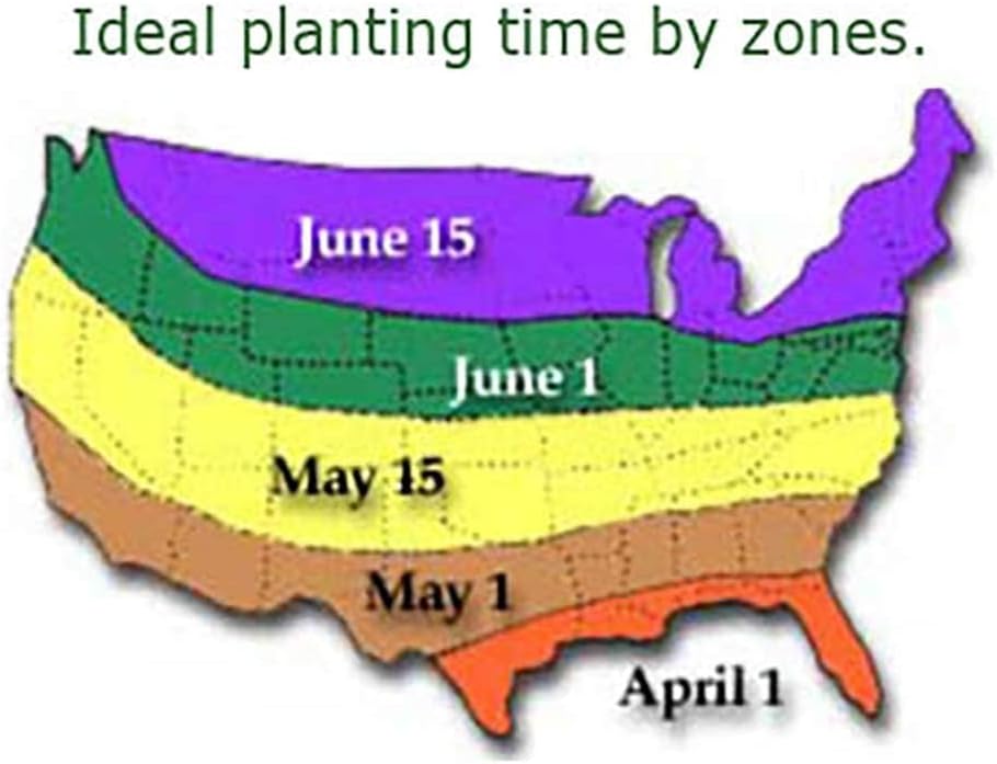 Kathleen Caladium - Large Size Root - Zones 9-11