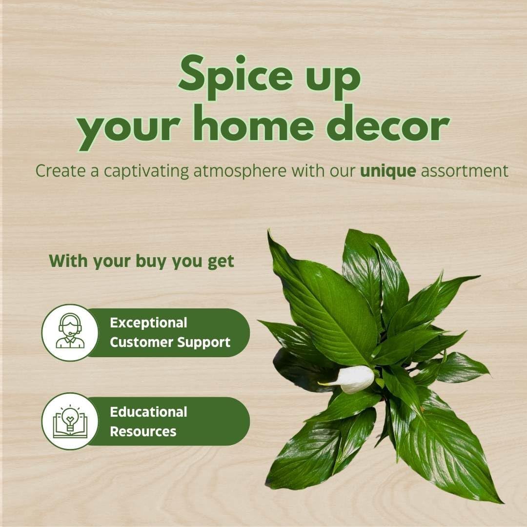 BubbleBlooms Peace Lily in a 4 inch Pot Spathiphyllum Wallisii, White Sails, Spathe Flower