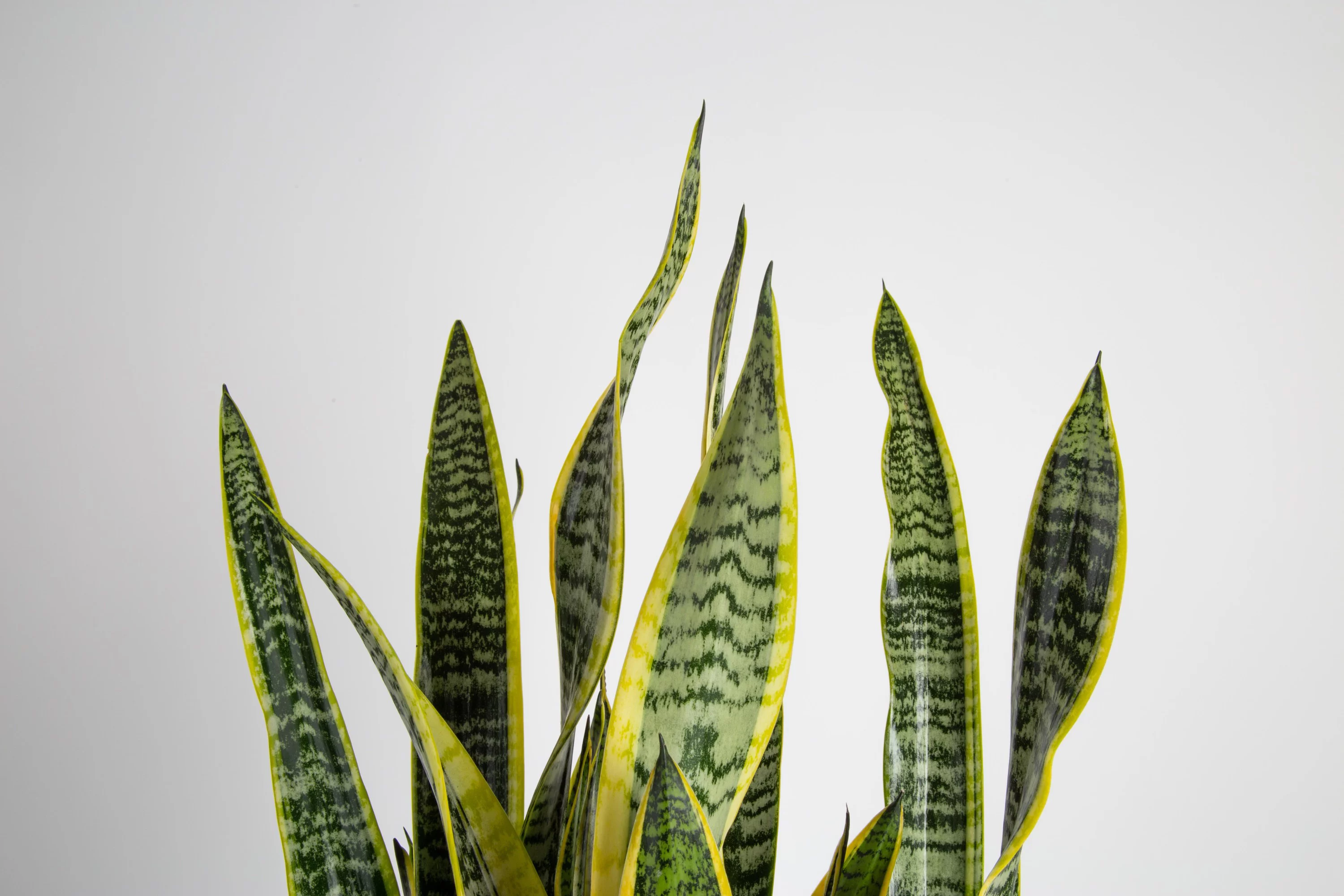 Costa Farms Live Indoor 30in. Tall Green Snake Plant; Bright, Indirect Sunlight Plant in 10in. Mid-Century Modern Planter