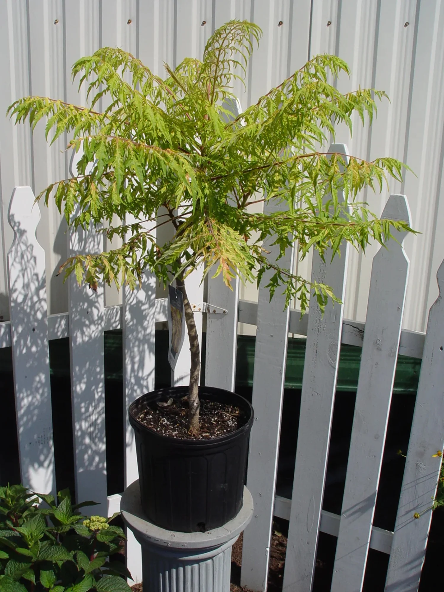 Tiger Eyes® Sumac