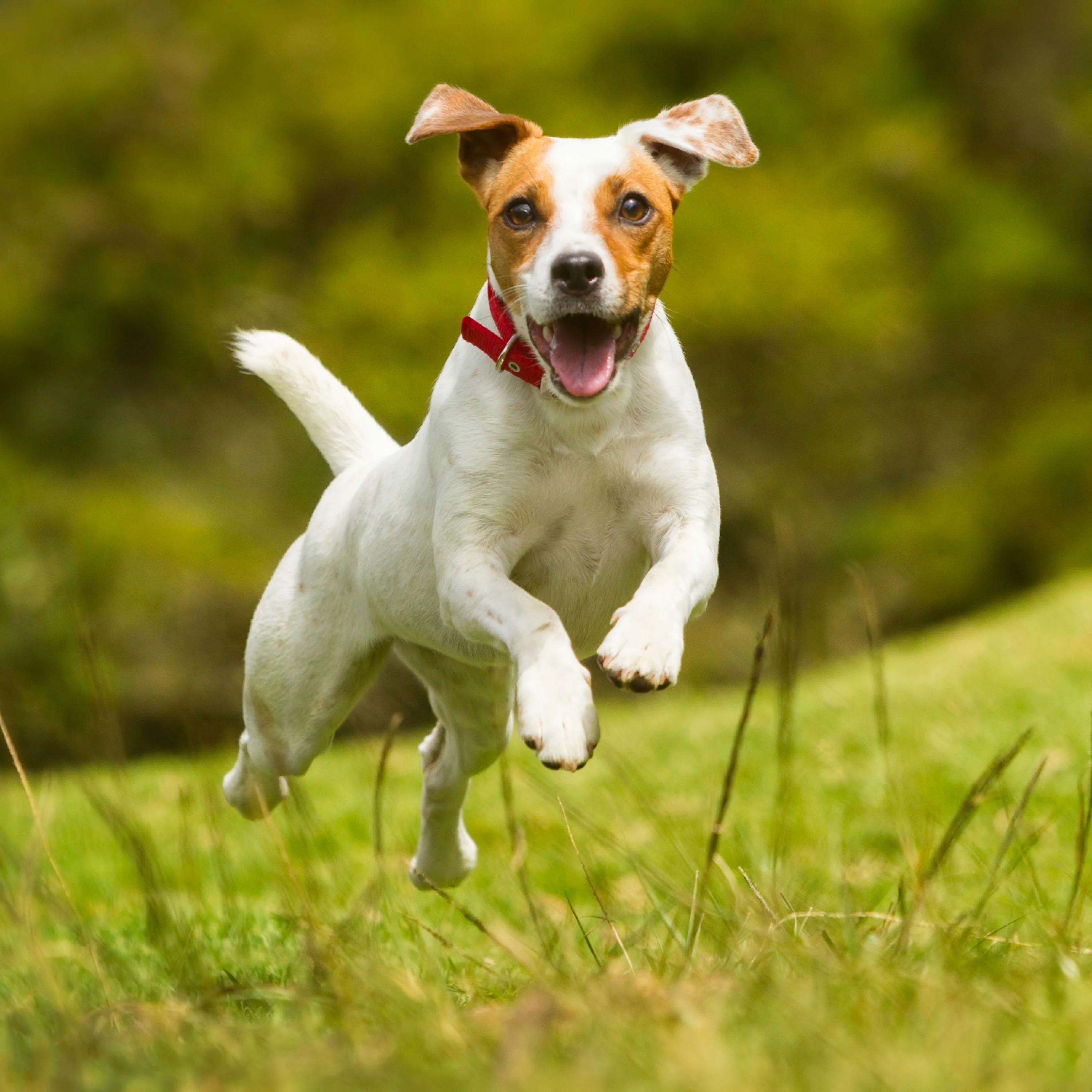 Nutro Ultra High Protein Natural Dry Dog Puppy Food With A Trio Of Proteins From Chicken Lamb And Salmon, 30 Lb. Bag