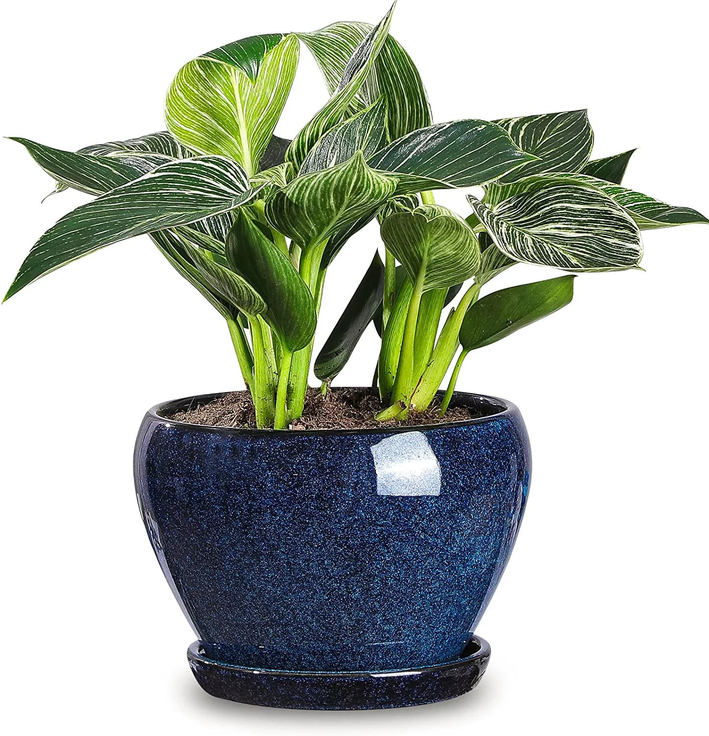 Vicrays Ceramic Plant Pots Indoor - 6.5 Inch Planter Pot with Drainage Hole and Saucer for Succulent Orchid Flower Herbs Cactus - Ideal for Gardening Home Desktop Office Decor - Reactive Glaze Blue