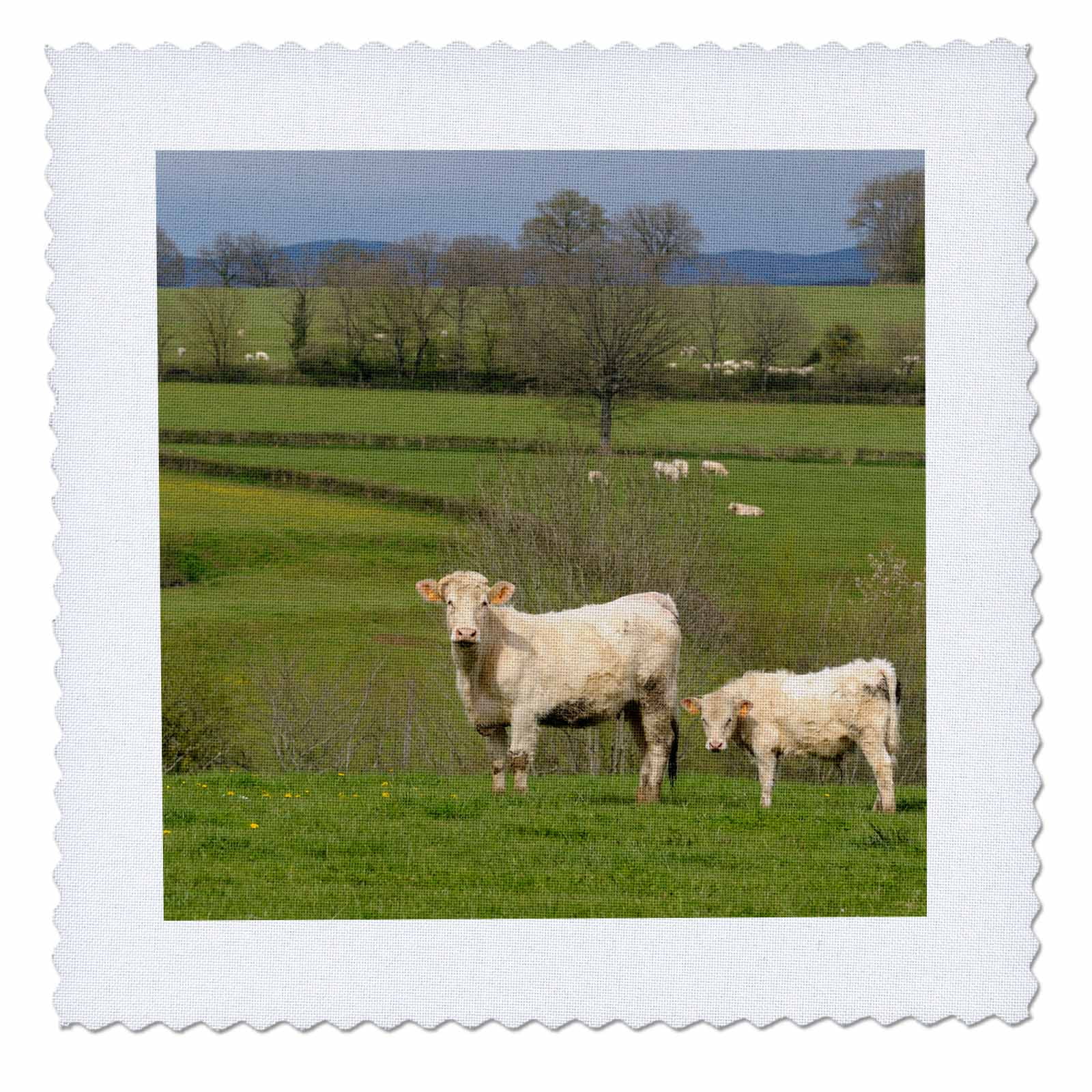 3dRose France, Burgundy, Nievre, Sardy-les-epiry. Cows in a farmers field - Quilt Square, 12 by 12-inch