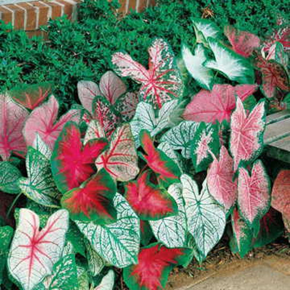 Caladium Vibrant Mix: 10 Bulbs Pack. Enhance Your Garden with Colorful Foliage. Easy to Grow, Colorful Mix, Perennial Hosta, Red, White, Pink