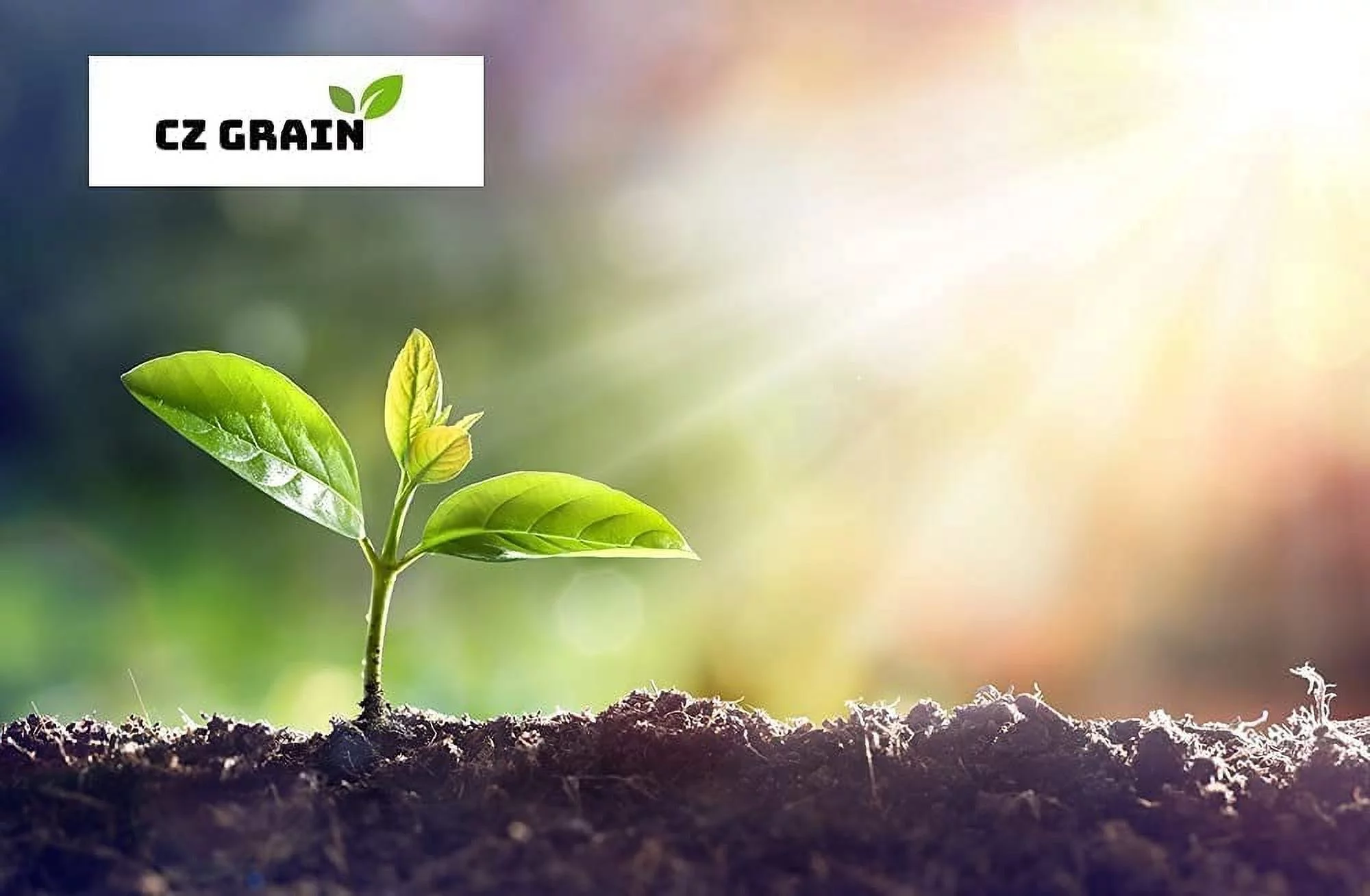 CZ Grain 5 Pounds Premium White Millet Proso Seeds - Bulk Seeds, Bird Feed, Wild Bird Food