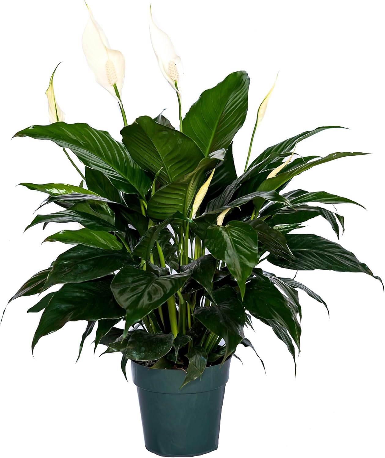 Peace Lily Plant-FriendshipFoliage's Family Farm Grown Quality Live Indoor Spathiphyllum (6