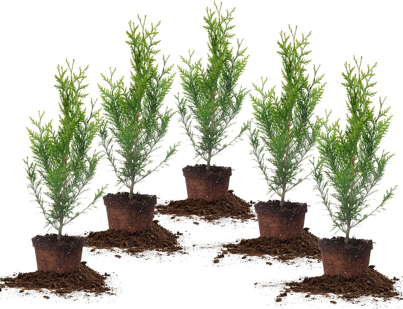 PERFECT PLANTS Thuja Green Giant 5-Pack Privacy Evergreen Arborvitae + Emerald Green Arborvitae Large Evergreen Shrub/Tree