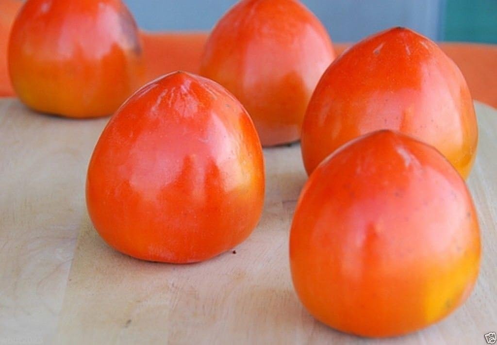 Japanese Persimmon,(25 Seed ) Asian Persimmons(Diospyros kaki-Fuyu) Tree Shrub