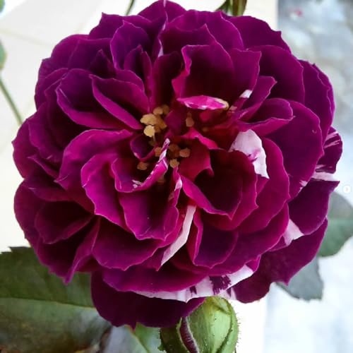 Climbing Roses Live Plants, Rose Bushes Ready to Planting, No Pot, Cut Back, Well Rooted, 6-8 Months Old (Deep Purple Lavender Striped)