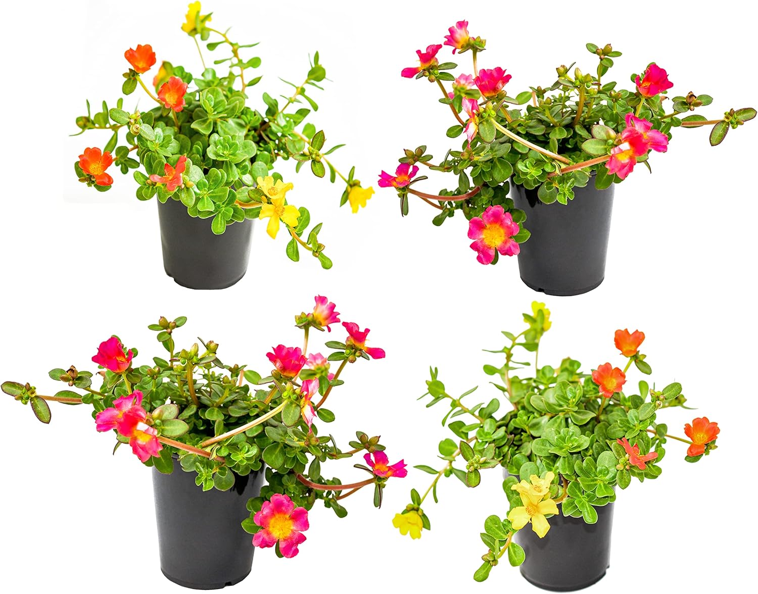 Purslane Portulaca Plants (4 Pack), Portulaca Oleracea Succulents Plants Live, Potted Flowers Live Duckweed Succulent Plants, Purslane Plant Live Flowers, Common Purslane Flowers by Plants for Pets