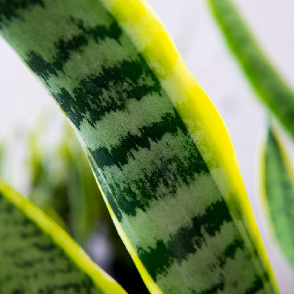 Perfect Plants Snake Plant Sansevieria Trifasciata Laurentii 16in Tall | Easy Care Houseplant | Perfect for Low to Bright Light Conditions, 6 in Grower's Pot