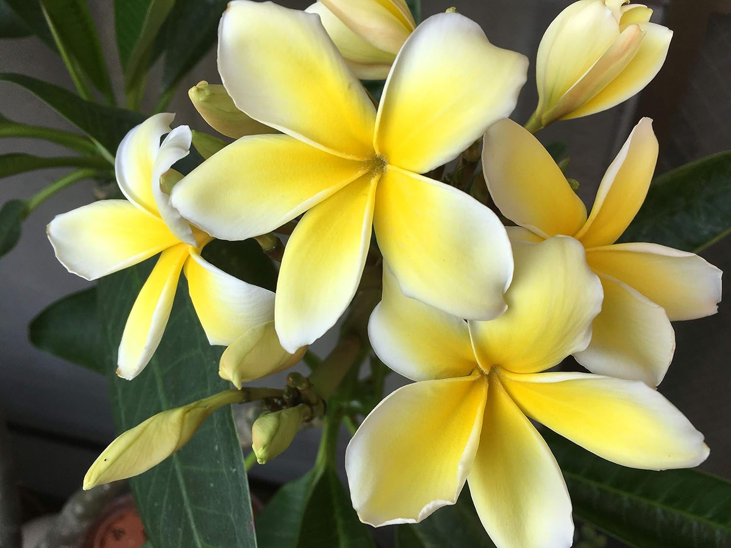 4 Live Tropical Mixed Hawaiian Plumeria Plant Cuttings 10 Inch Each - Discount Hawaiiangifts