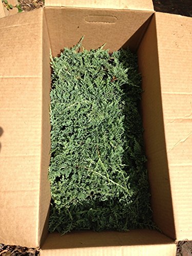 Blue Rug Juniper Qty 10 Live 2