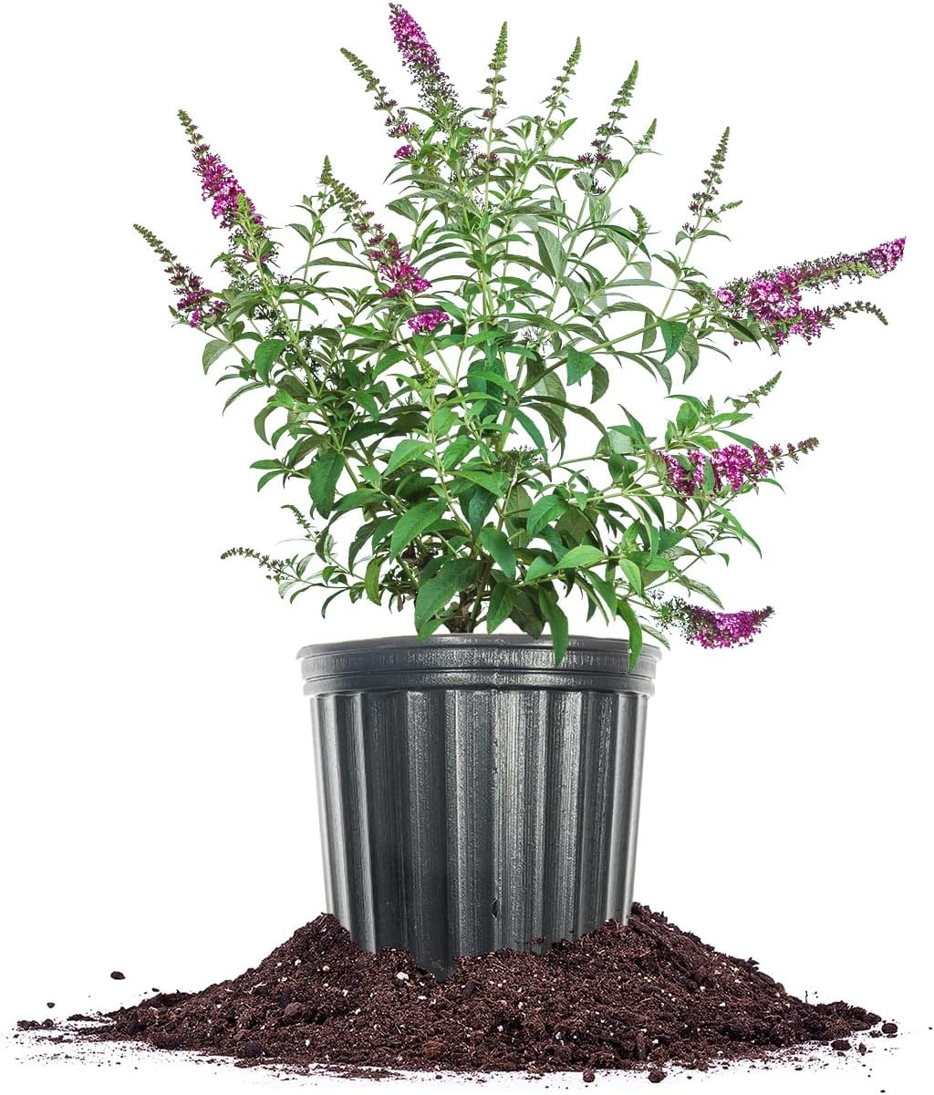 PERFECT PLANTS Miss Molly Butterfly Bush in 3 Gallon Pot | Live Shrub for Outdoor Planting | Attracting Pollinators Like Butterflies, Bees, and Hummingbirds | Beautiful Red Flowers in Summer