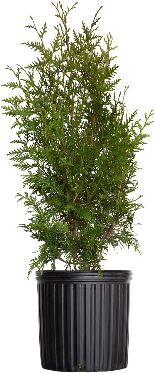 Green Giant Arborvitae (2.5 Gallon) Fast Growing Evergreen Thuja Tree - Full Sun Live Outdoor Plant