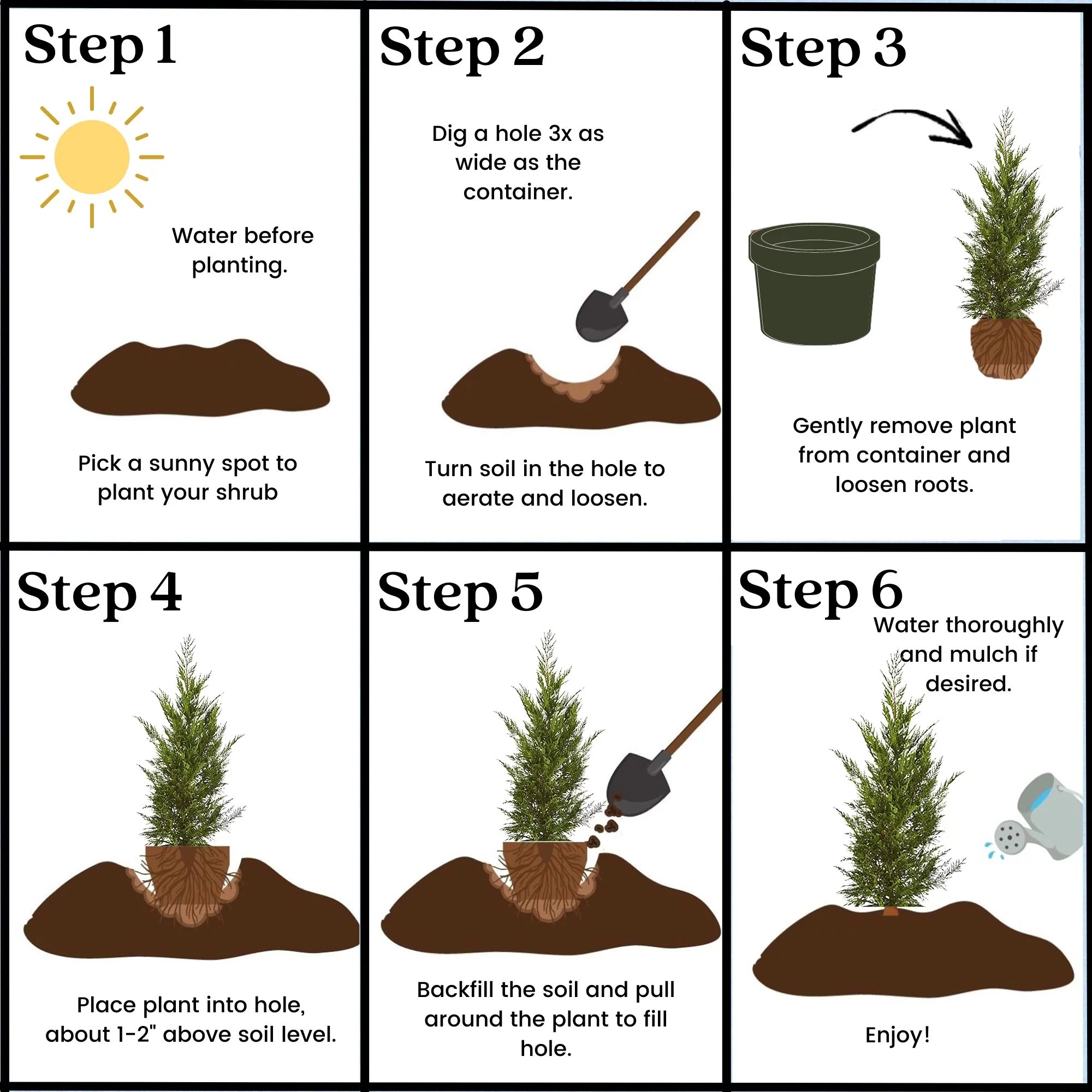 Leyland Cypress Live Shrub (7 Gallon)