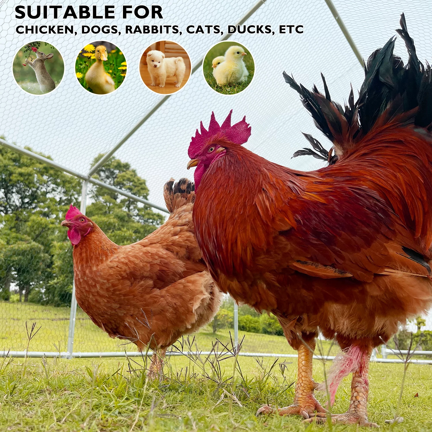 Large Chicken Run Coop 10x26ft Metal Hen House Geeloon Walk-in Poultry Cage W/ Cover