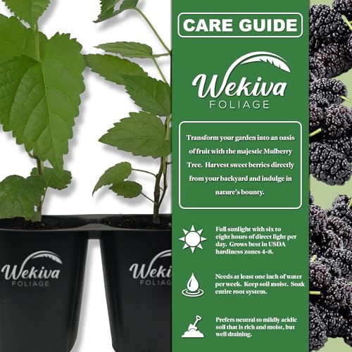 Dwarf Everbearing Mulberry Tree - 2 Live Tissue Culture Starter Plants - Edible Fruit Tree for The Patio and Garden
