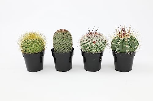 Altman Plants, Assorted Cactus Plants Live Succulents (3 Pack), Live Cactus Plant Lover Gifts, Cacti Succulents Plants Live Houseplants, Succulent Indoor Plants Live Plants in Cactus Soil Potting Mix